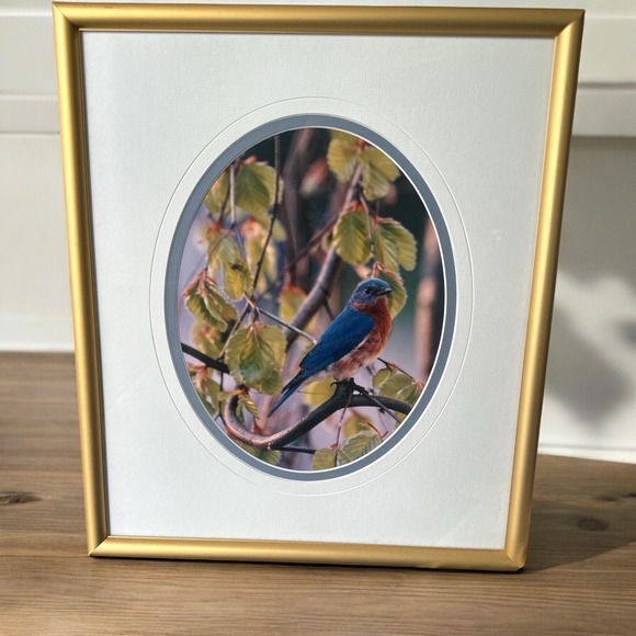 Carl R. Sams II Loon Photo Blue Bird Tree Branch Professionally‎ Framed & Signed